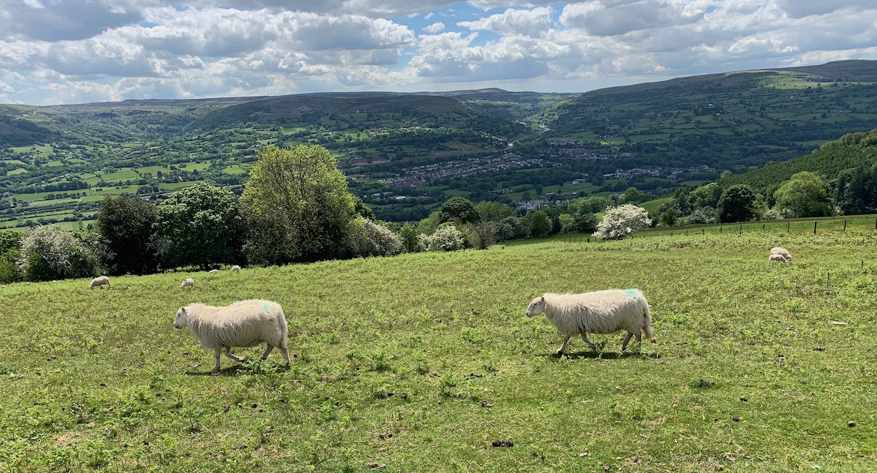 FAANG interview question: how many sheep are there in Wales?